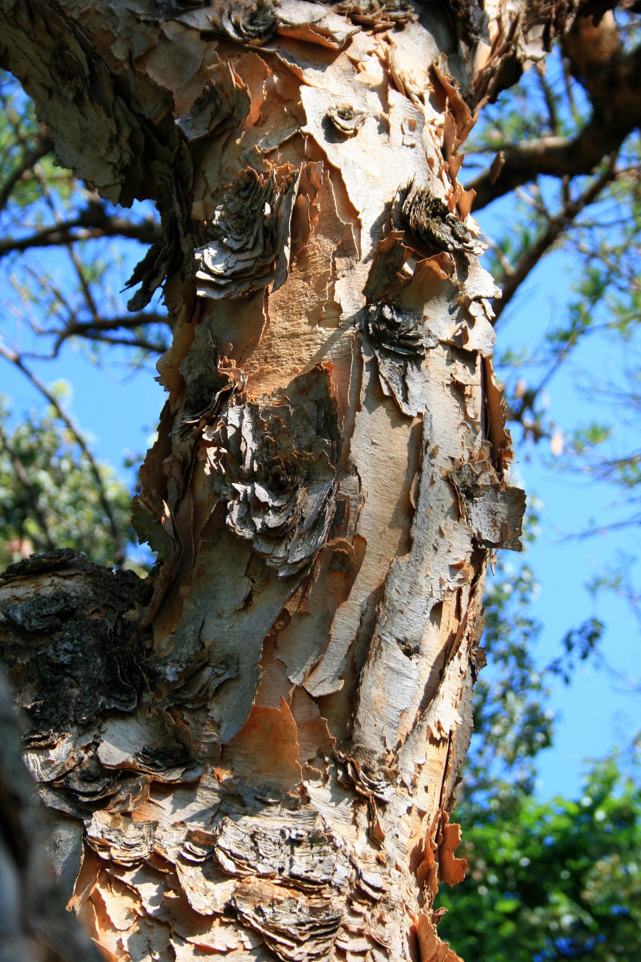 tree thorn acacia siberiana free photo