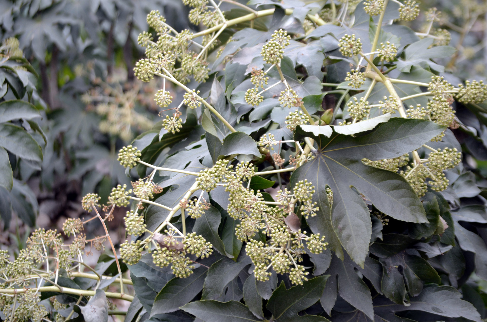 paperplant fatsia flora free photo