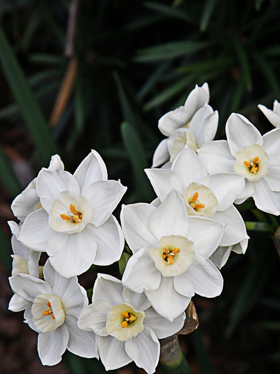 paperwhites  flowers  white free photo