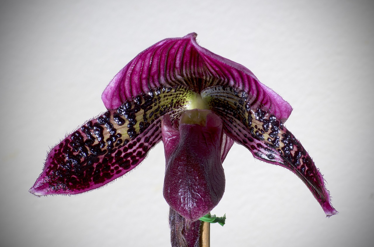 paphiopedilum orchid bloom free photo