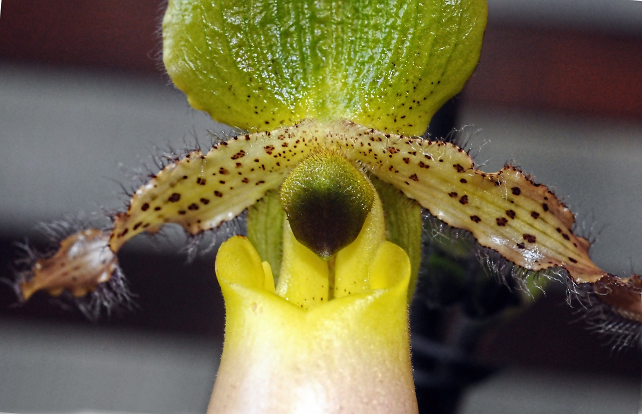 paphiopedilum venus shoe orchid free photo