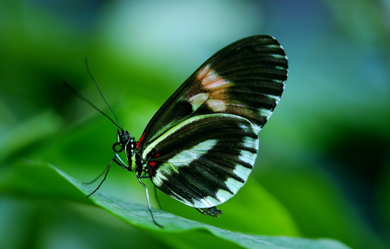 papilio rumanzovia butterfly free photo
