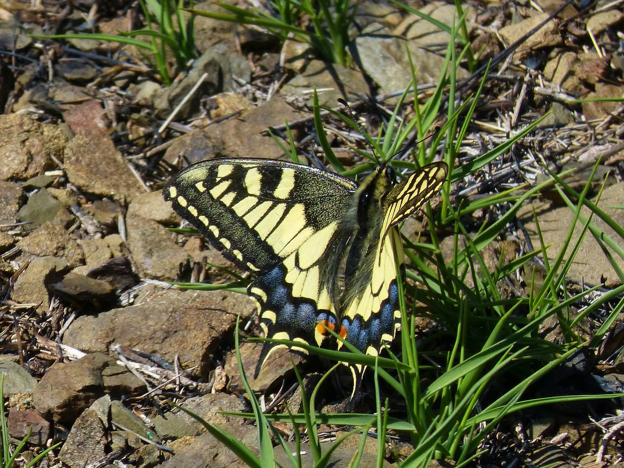 papilio machaon machaon butterfly queen free photo
