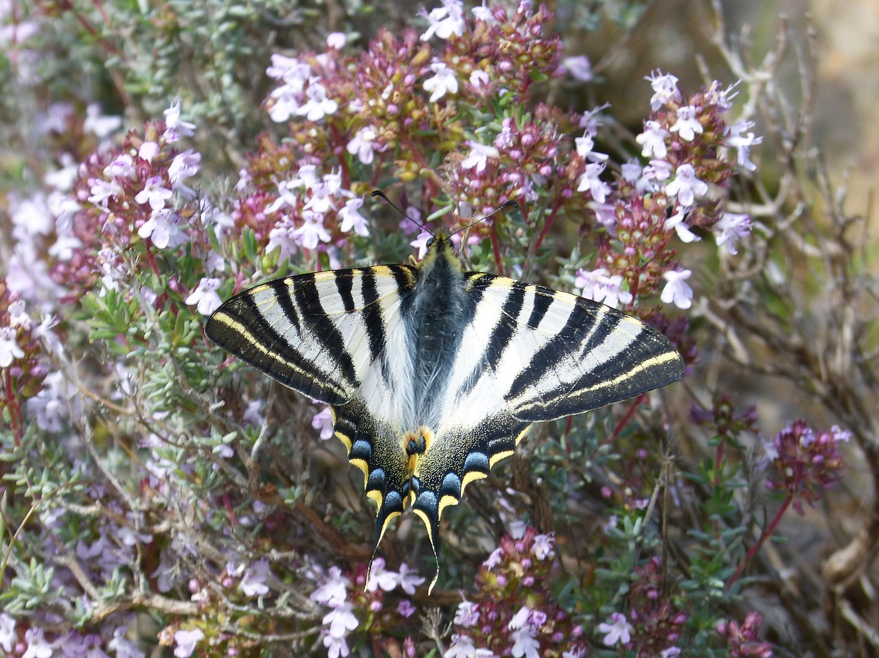 papilio machaon machaon butterfly free photo