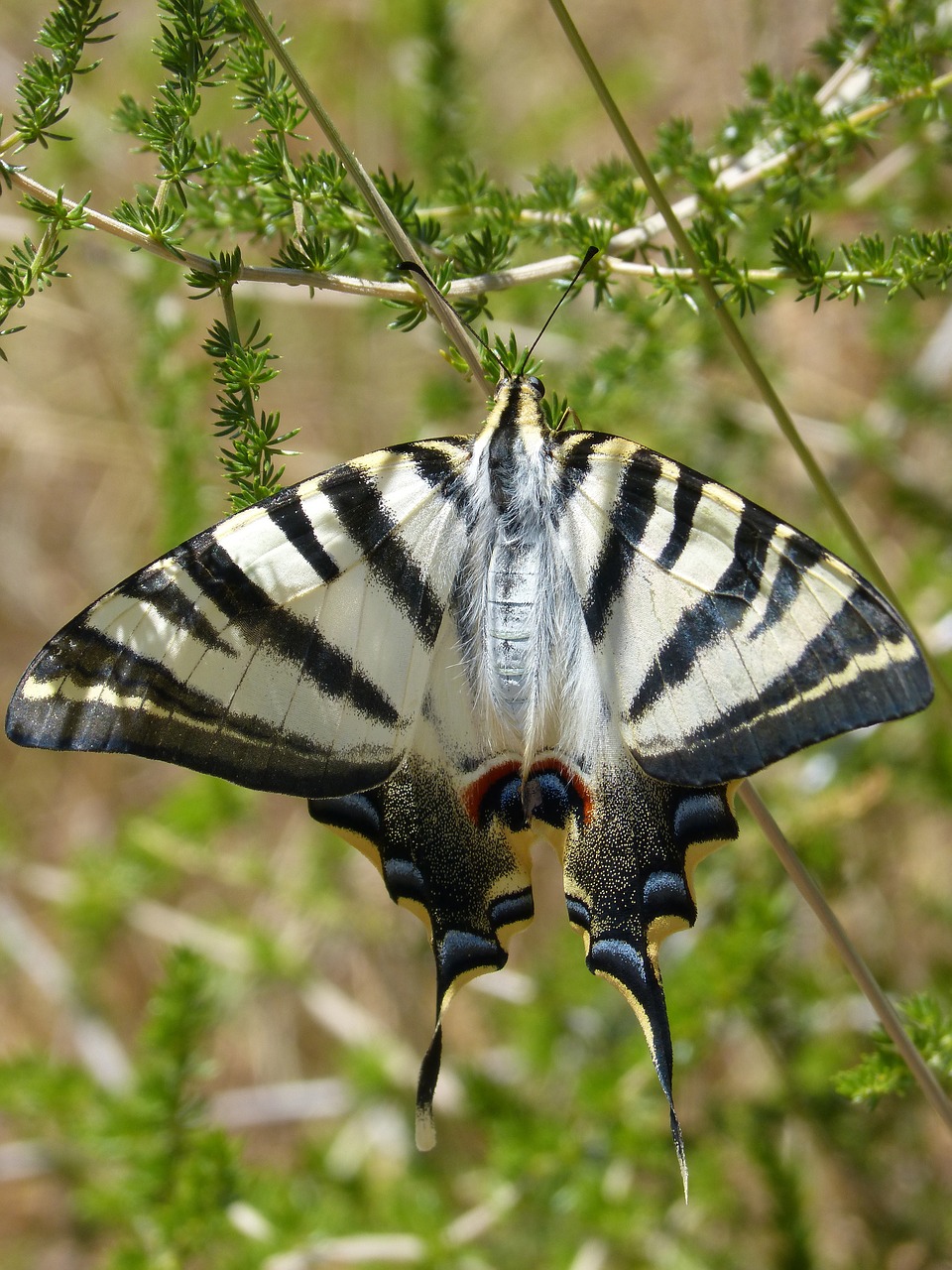papilio machaon butterfly queen machaon free photo