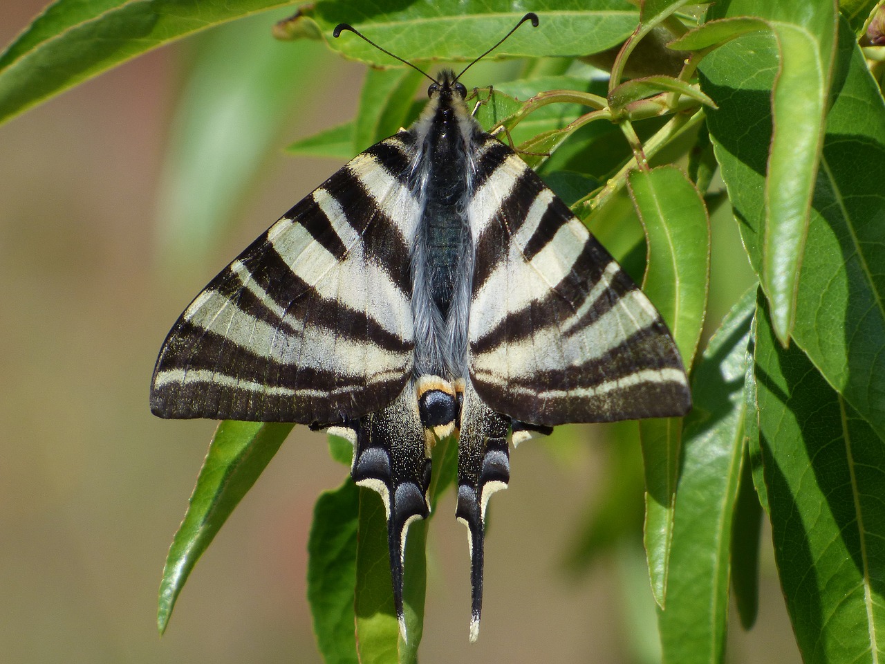 papilio machaon butterfly queen machaon free photo