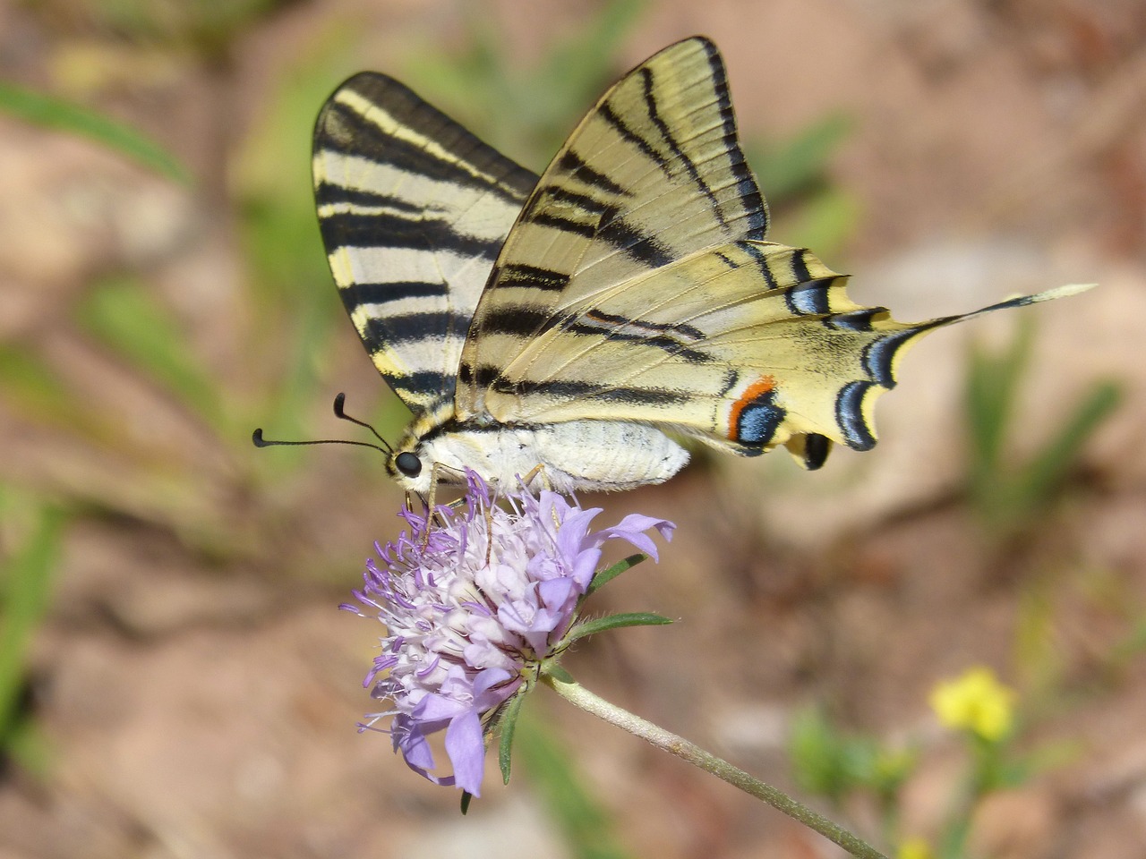 papilio machaon butterfly machaon free photo