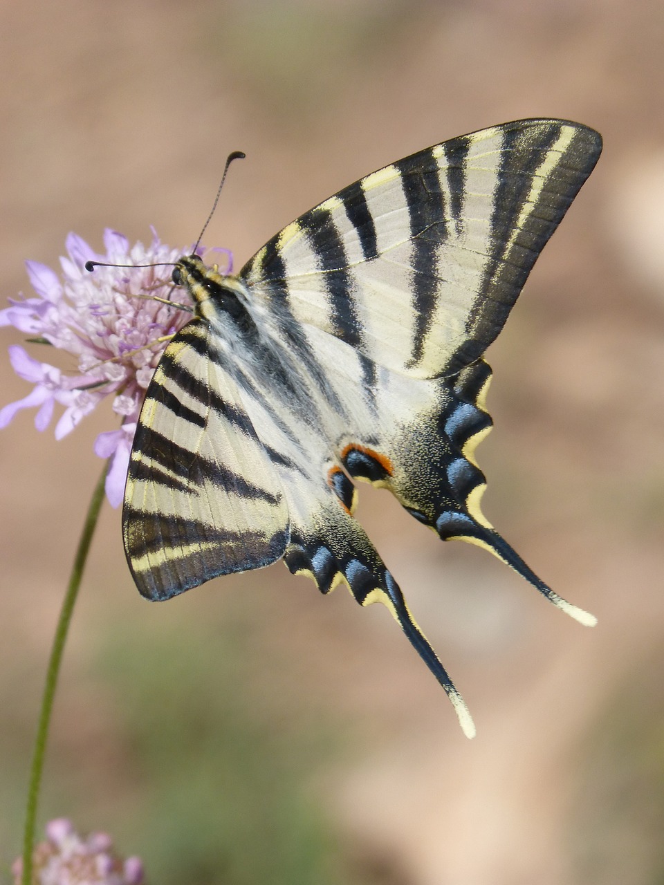 papilio machaon butterfly machaon free photo