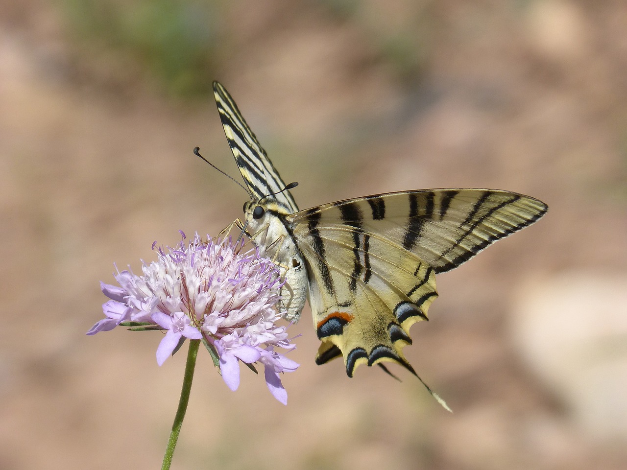 papilio machaon butterfly machaon free photo
