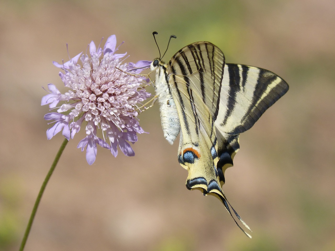 papilio machaon butterfly machaon free photo