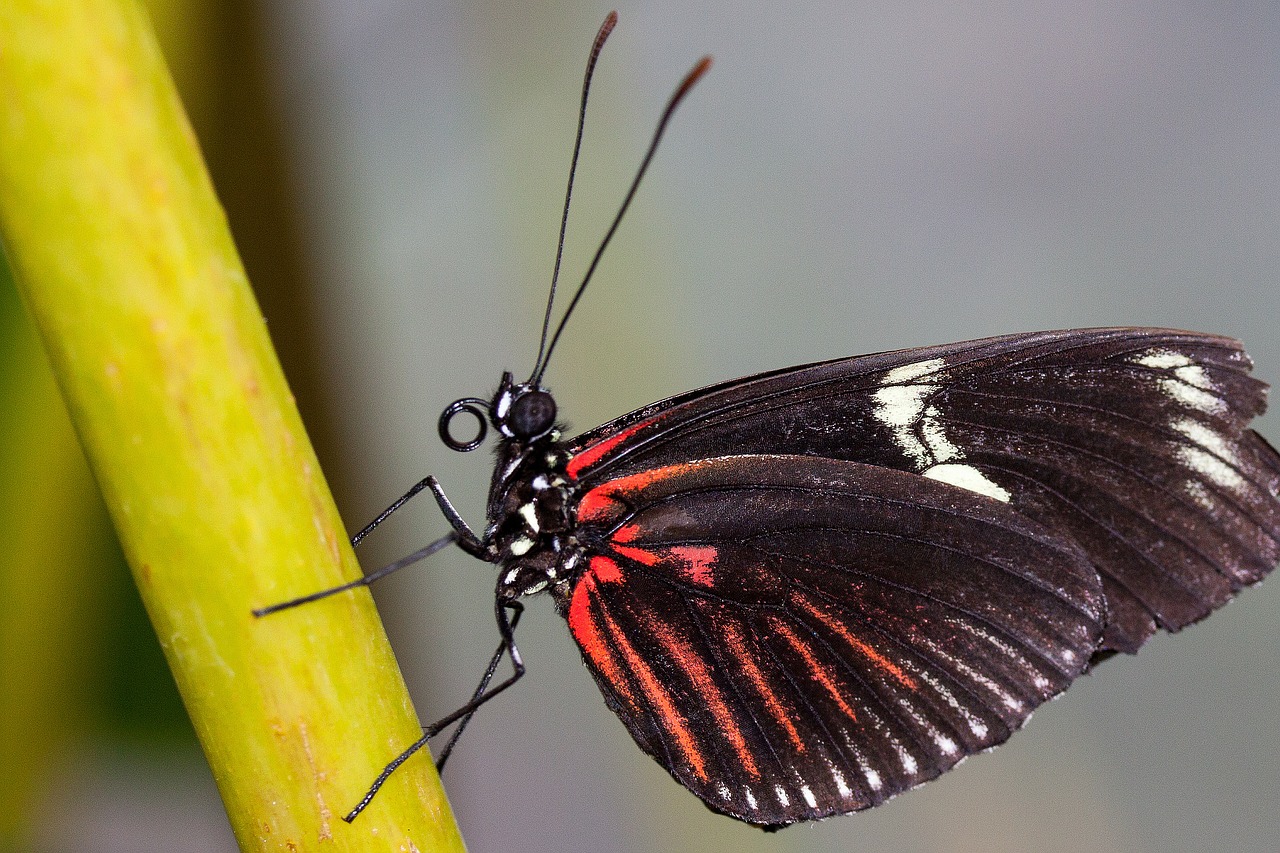 papilio rumanzovia butterfly red free photo