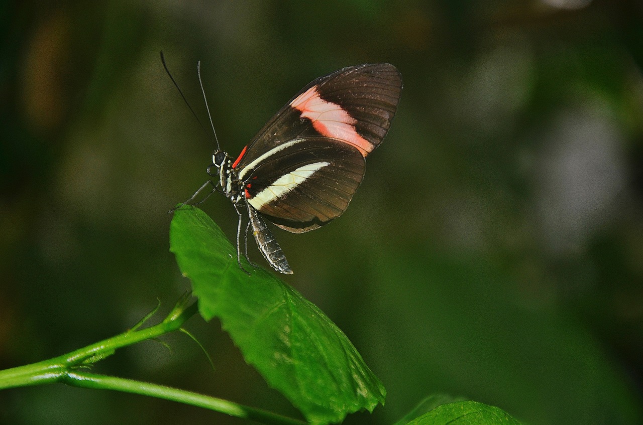 papilio rumanzovia butterfly animal free photo