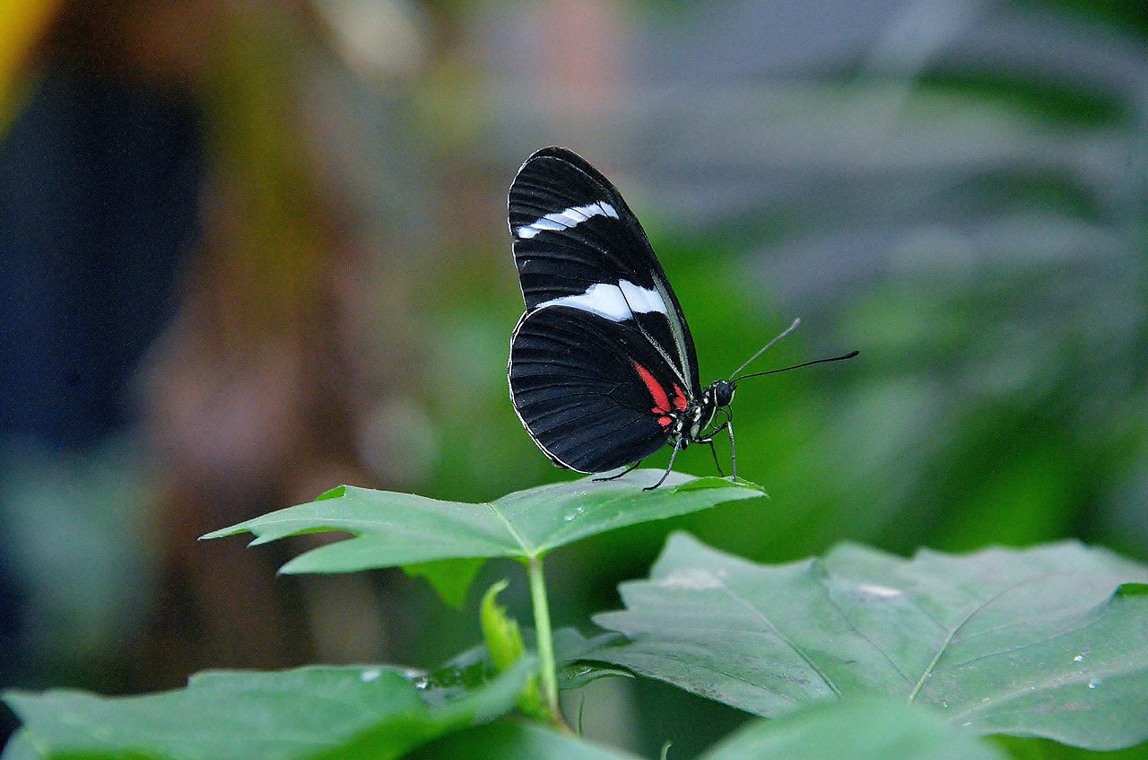 papilio rumanzovia butterfly animal free photo