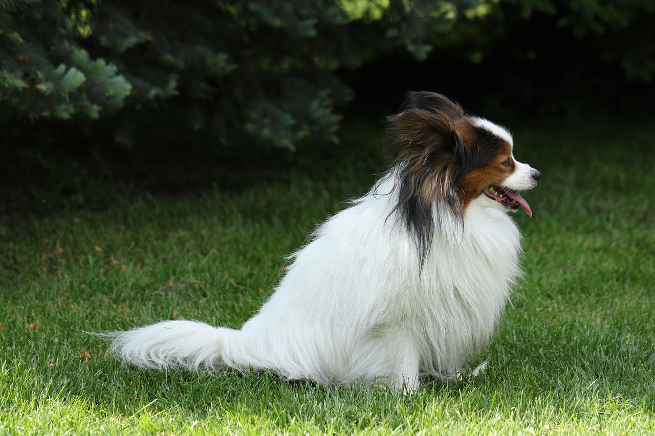 papillon pure-breed dog breed free photo