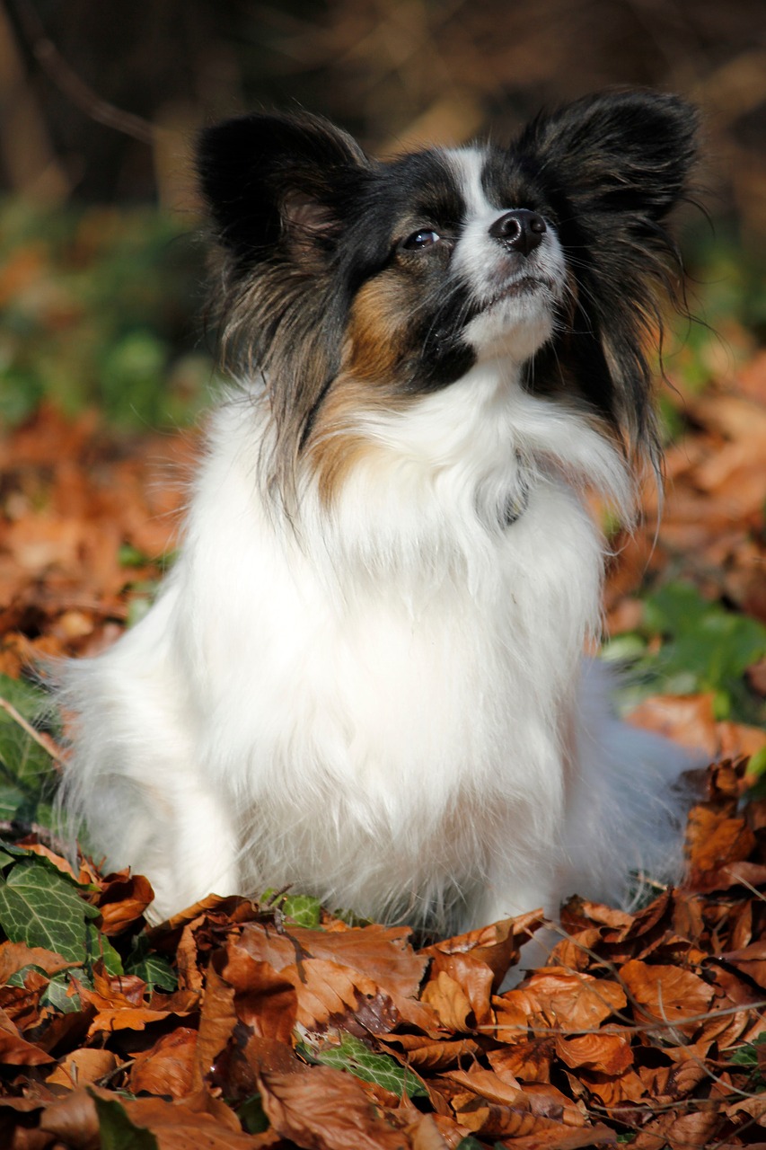 papillon autumn leaves free photo