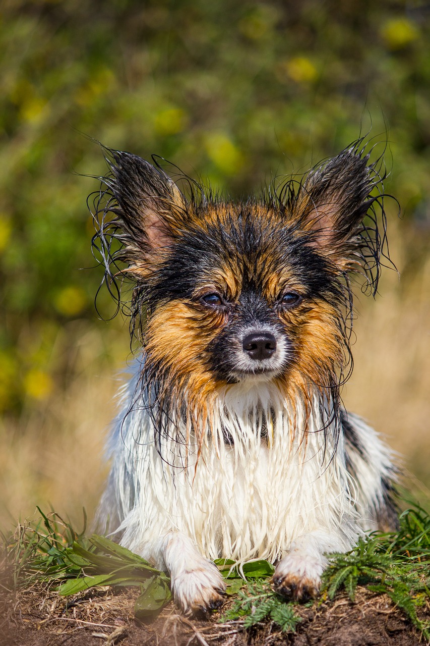 papillon small dog wet free photo