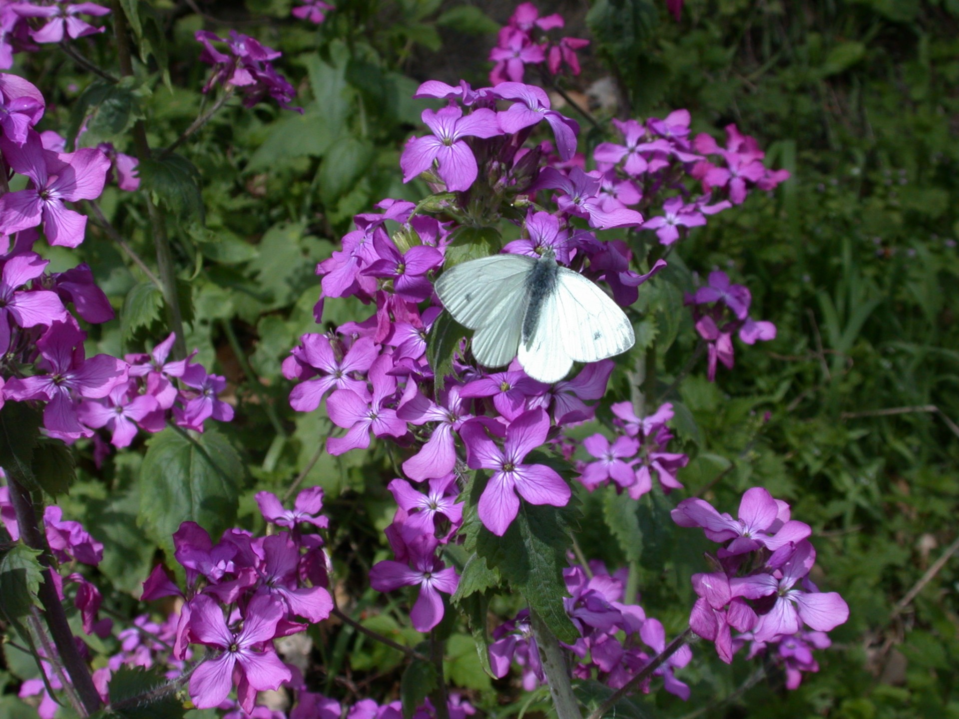 butterfly white purple free photo