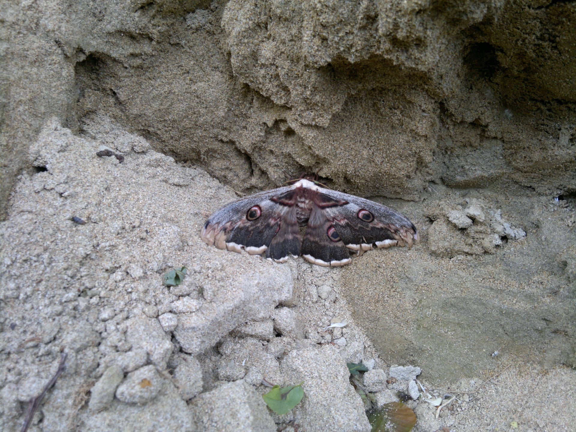 brown butterfly dark free photo