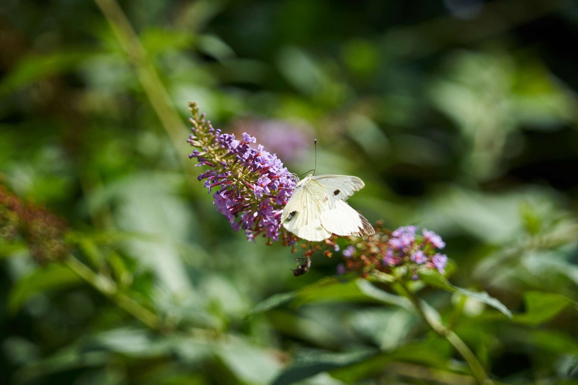 flower butterfly flora free photo