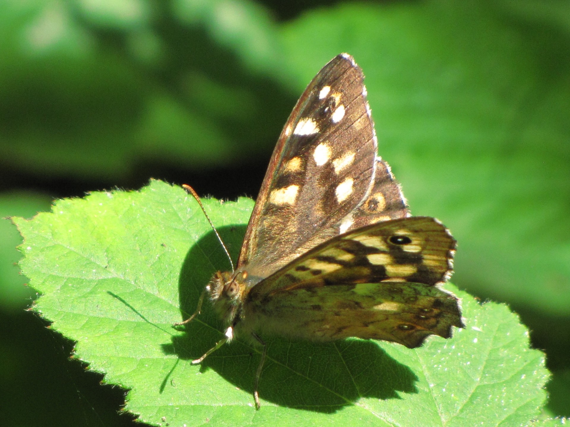 butterfly brown insect free photo