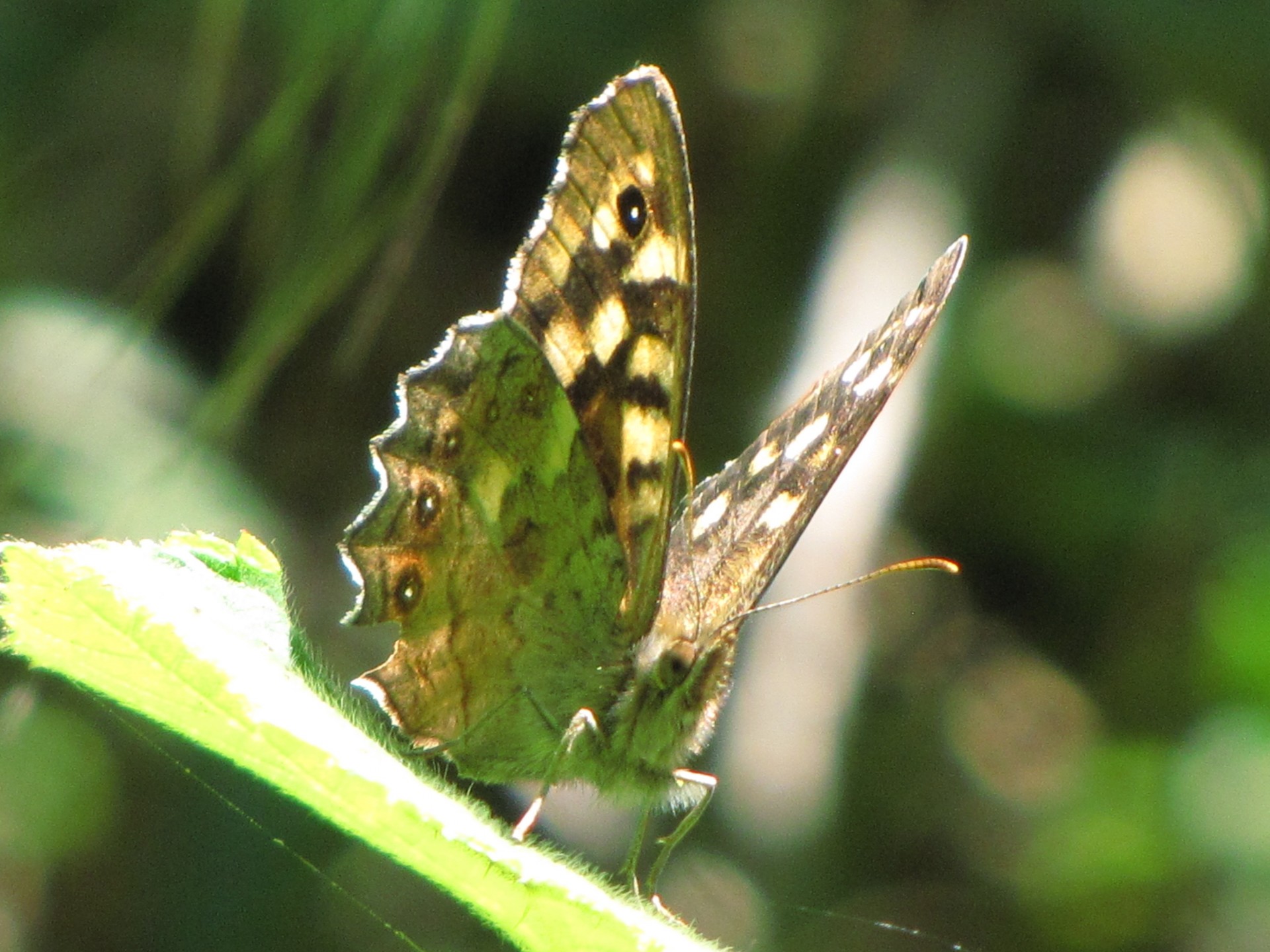 butterfly brown insect free photo