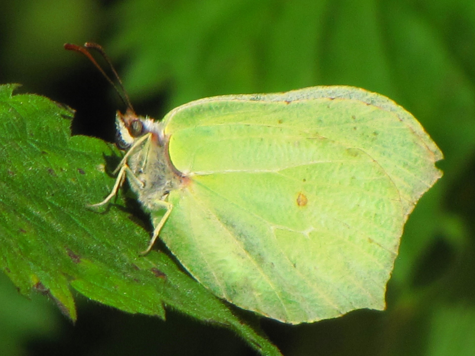 butterfly yellow insect free photo