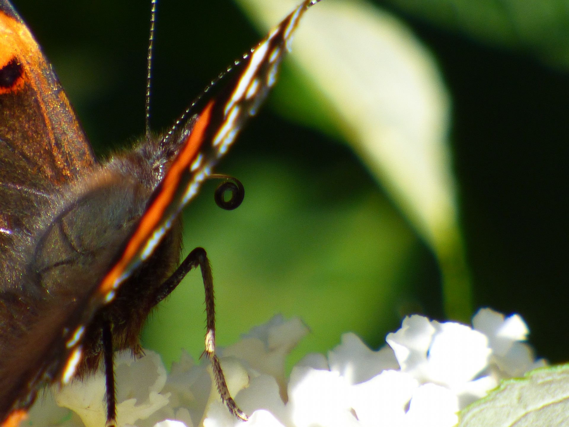 insect butterfly flower free photo