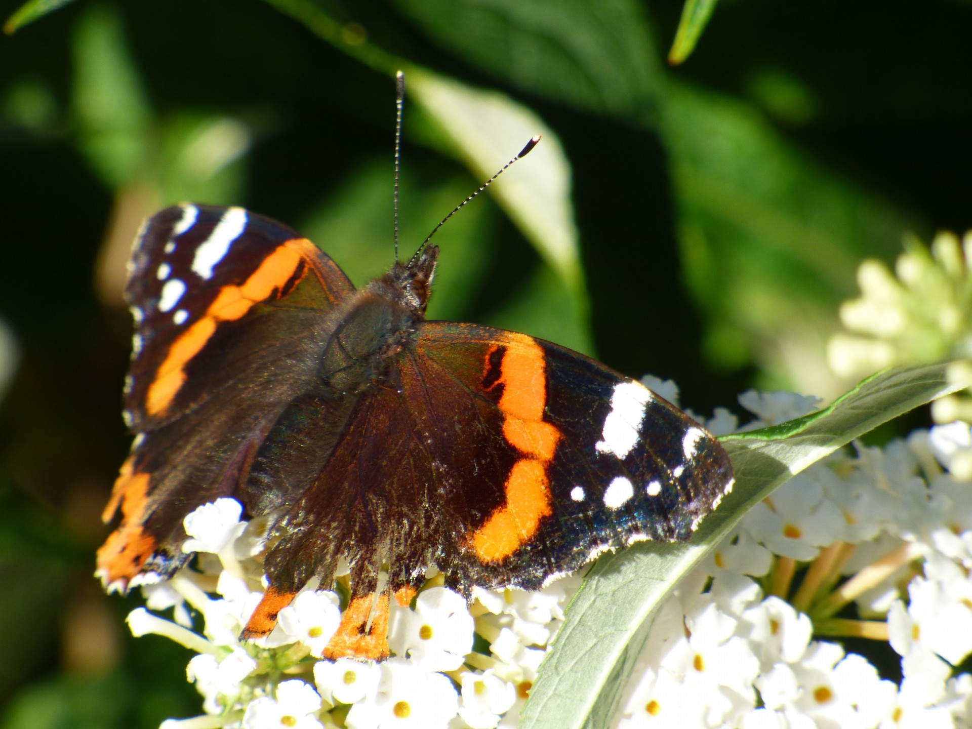 insect butterfly flower free photo