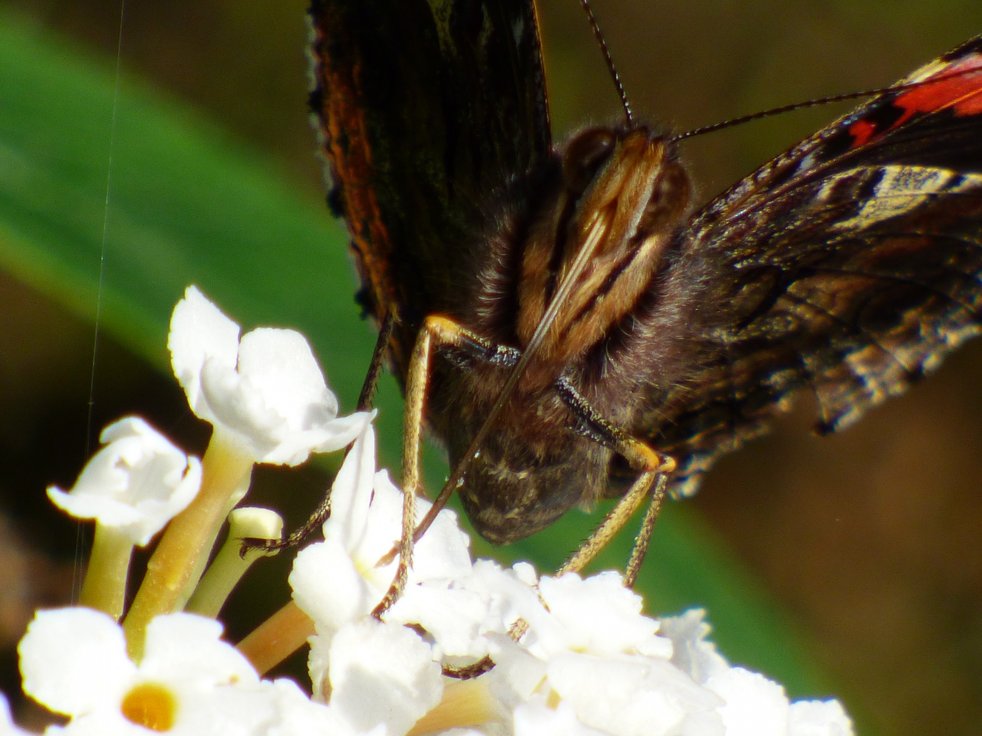 insect butterfly flower free photo