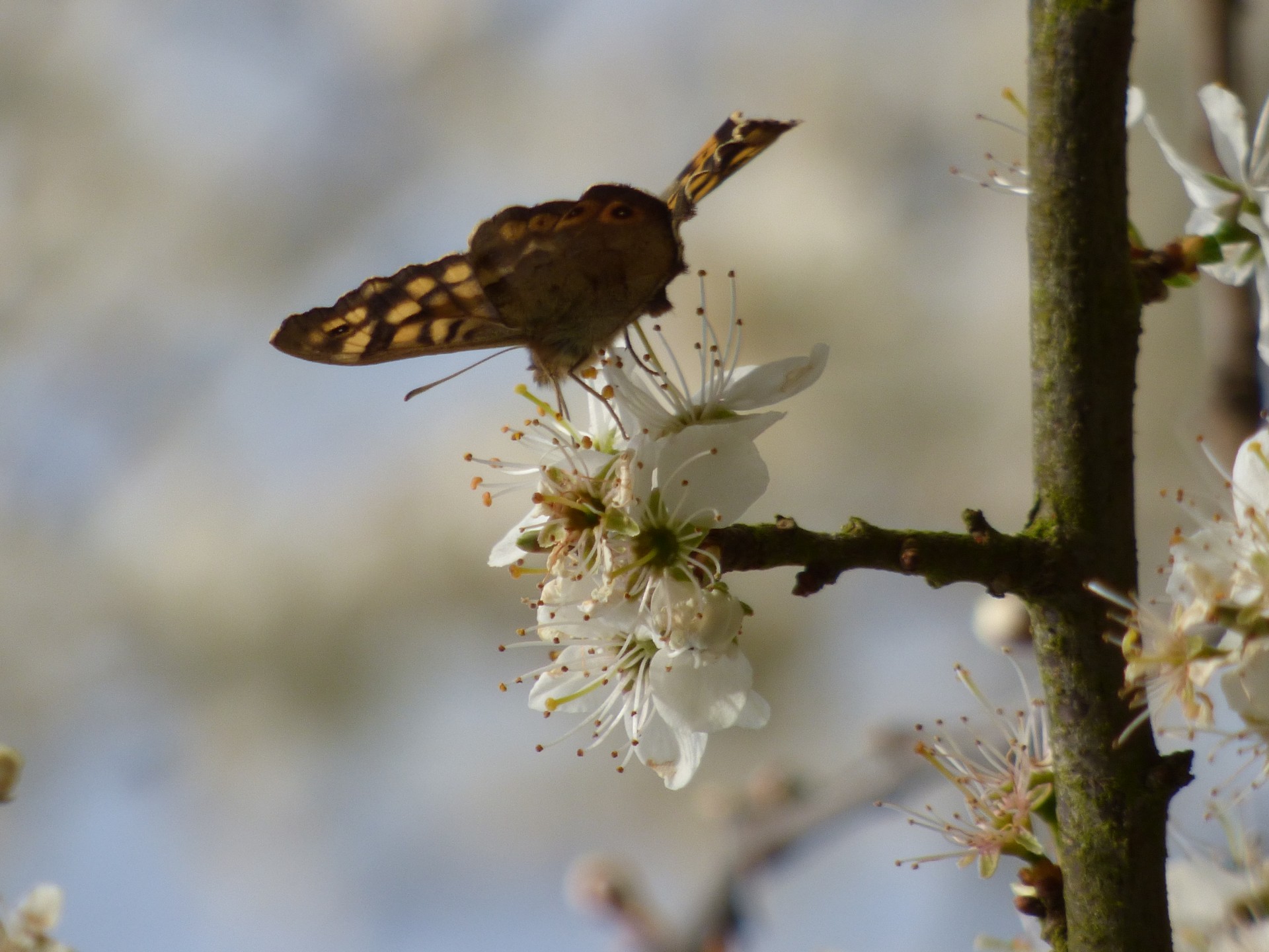 butterfly flower tree free photo