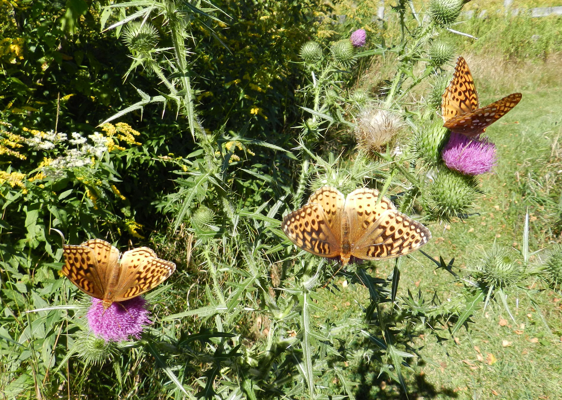 butterflies flowers plant free photo