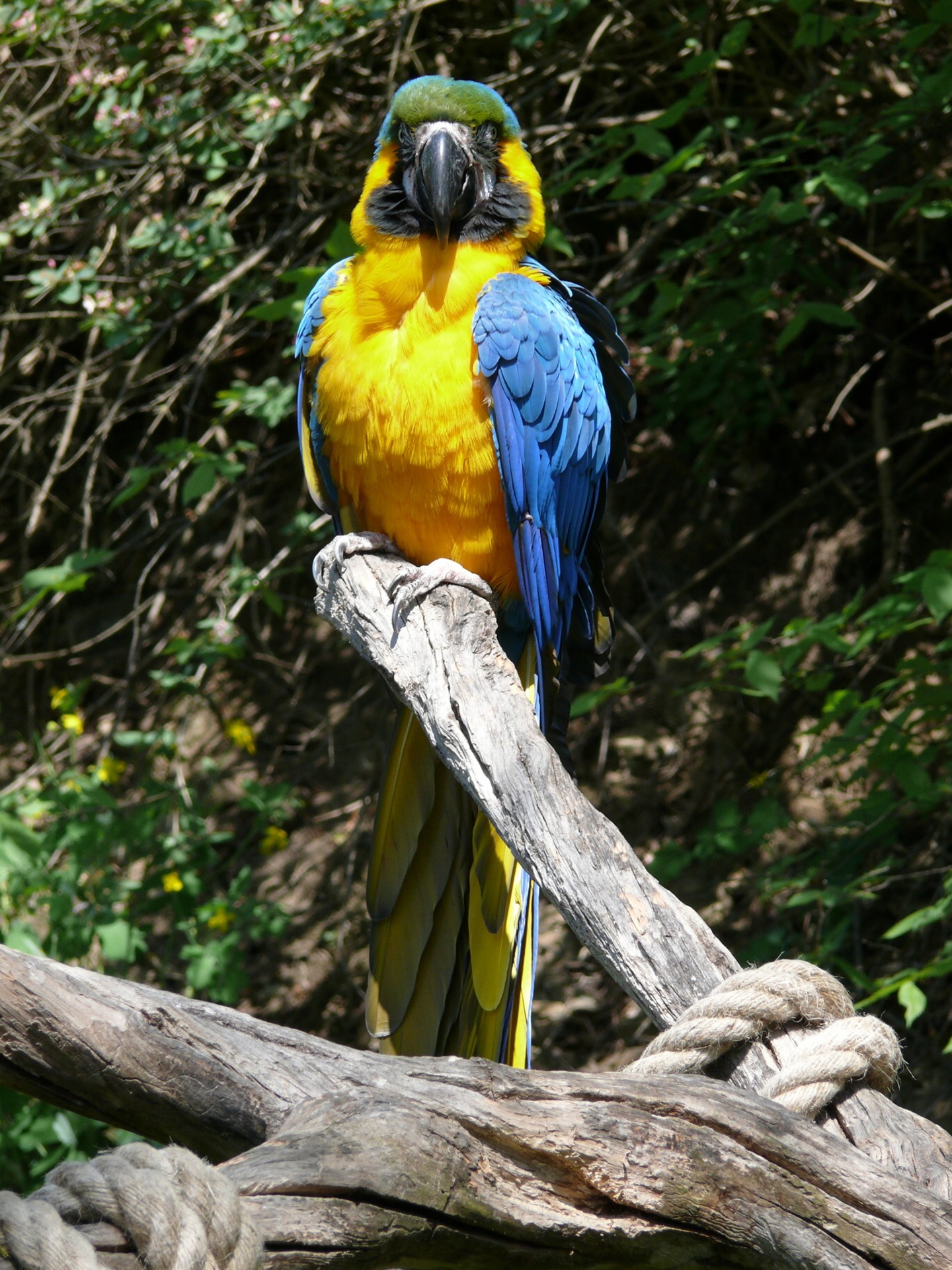parrot fauna bird free photo