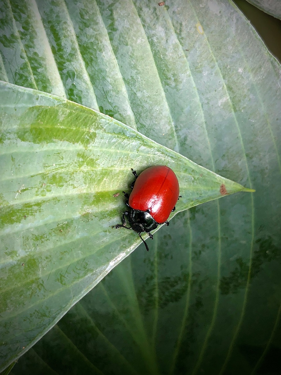 pappelblattkaefer  a large poplar leaf beetle  insect free photo