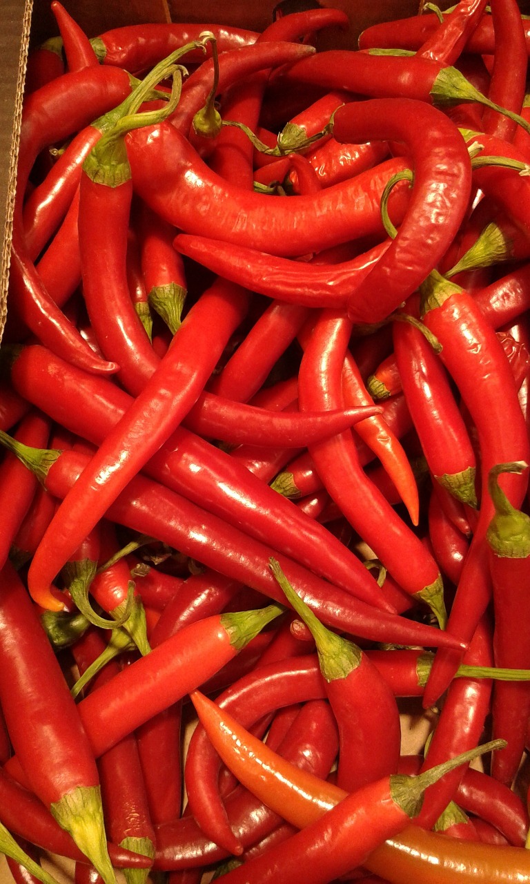 chili red pepper free photo