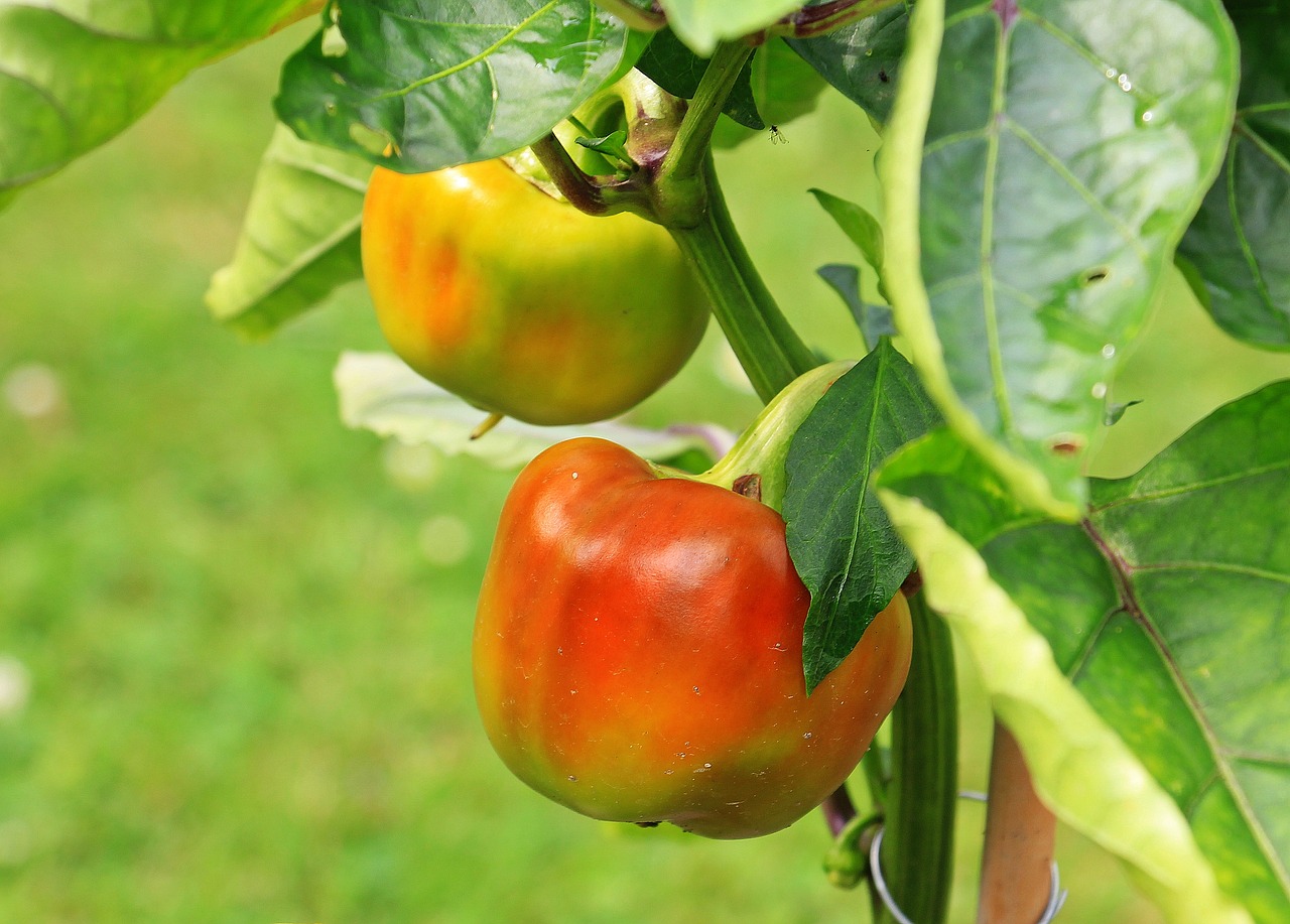 paprika nachtschattengewächs green peppers free photo