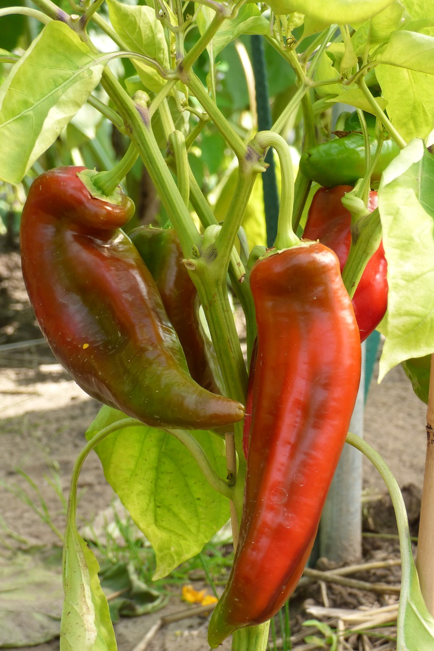 paprika pointed pepper plant free photo