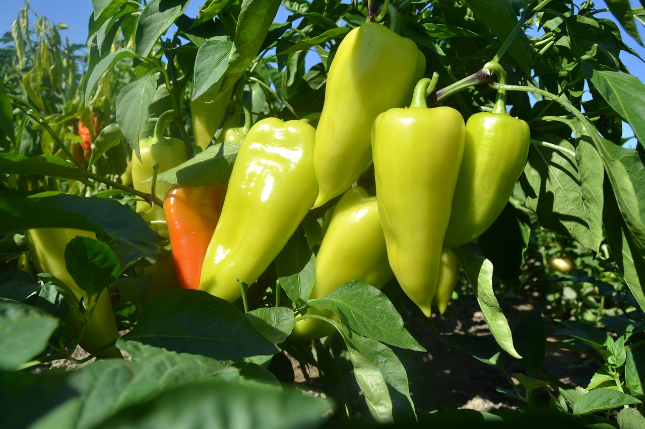 paprika garden fruits free photo