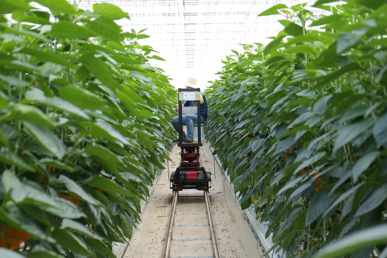 paprika harvest smart farm free photo