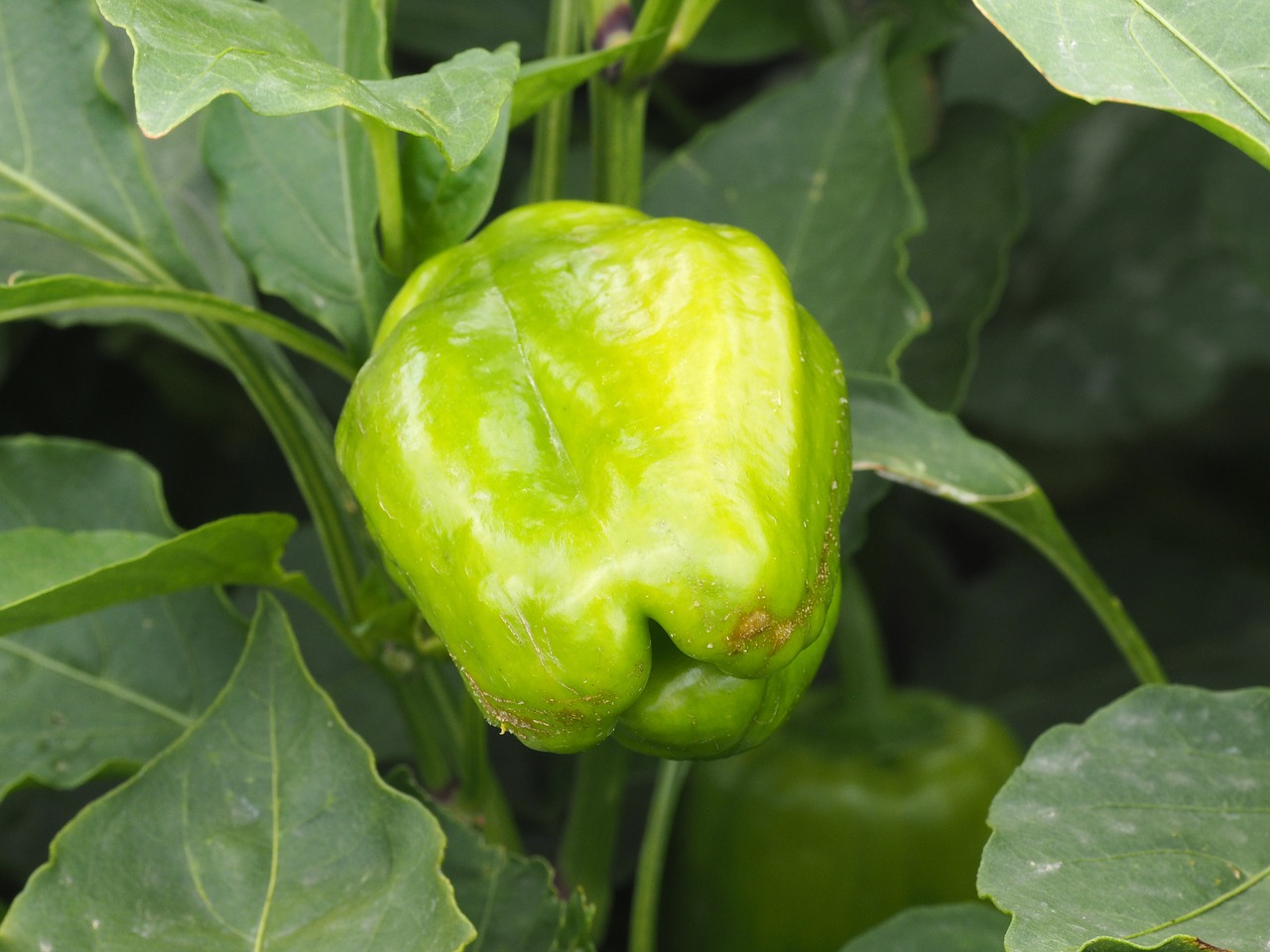 paprika vegetables fruit free photo