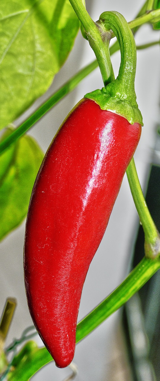 paprika pepper pod free photo