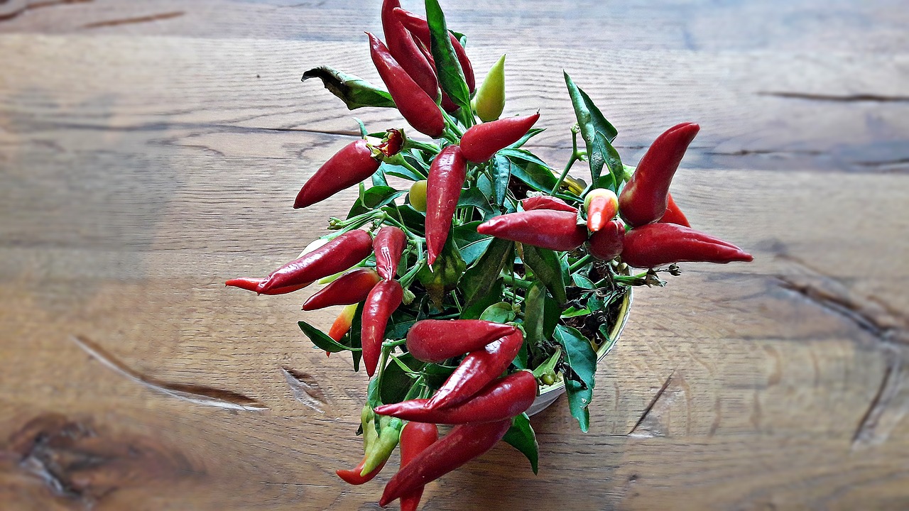 paprika chili herbs free photo