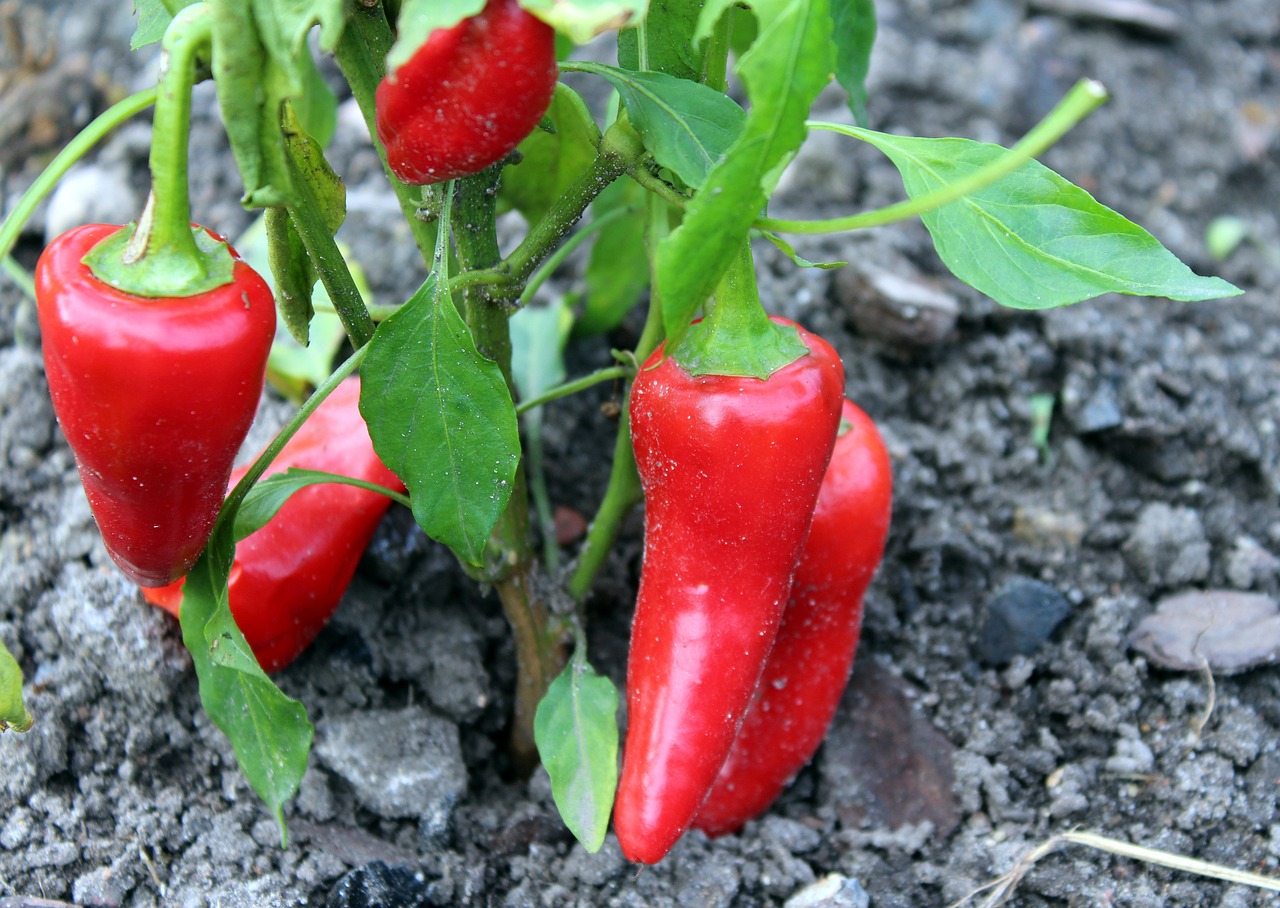 paprika the cultivation of vegetables free photo