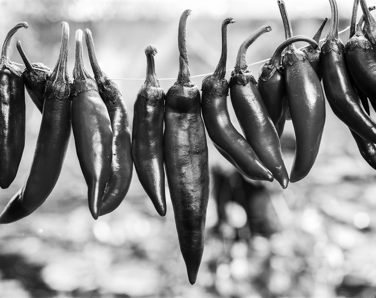 paprika red pepper free photo