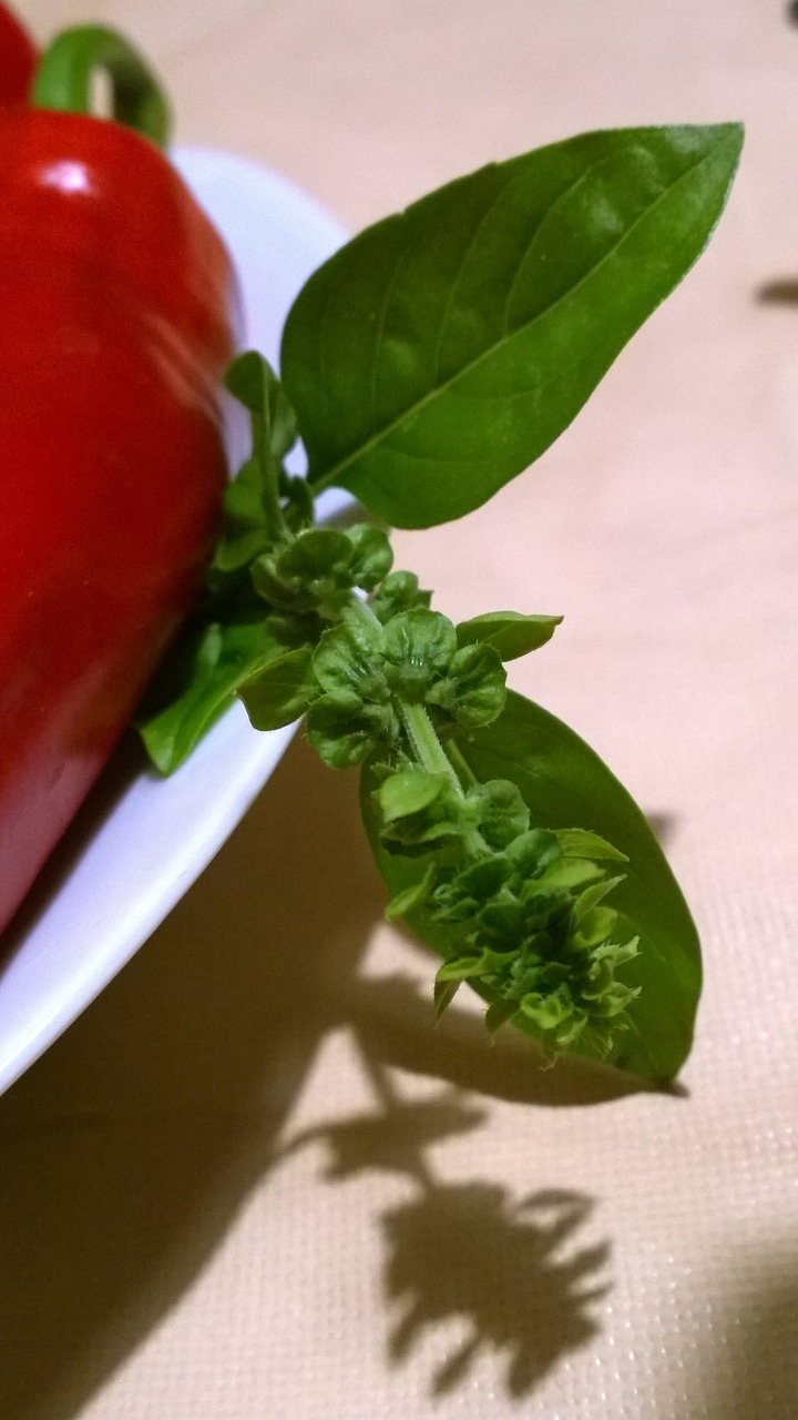 paprika basil noble free photo