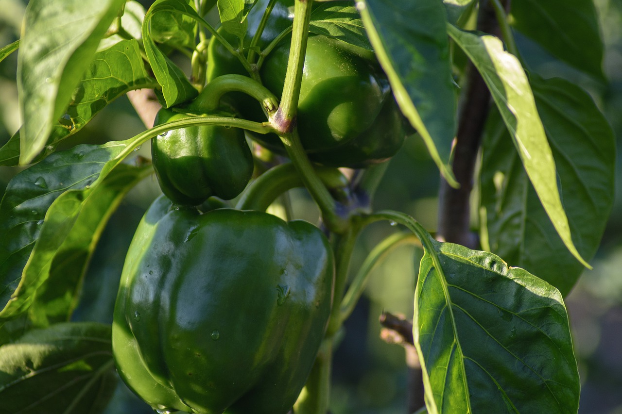 paprika  vegetables  healthy free photo