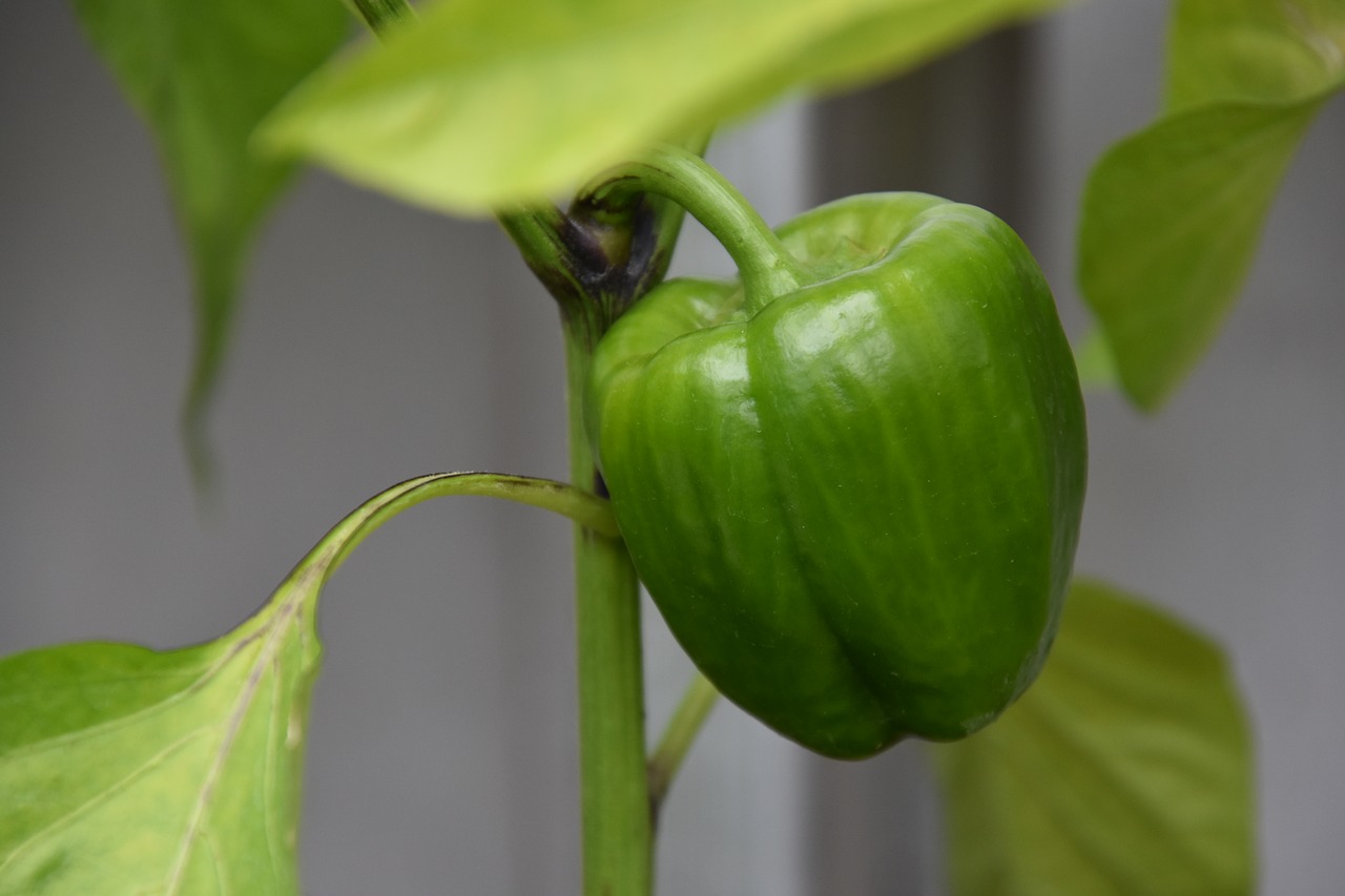 paprika  plant  green vegetables free photo