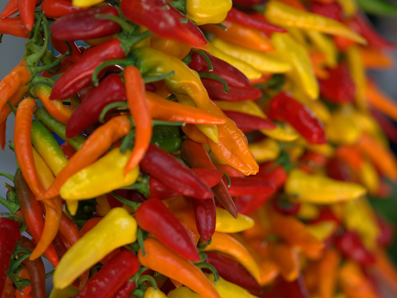 paprika  chili  farmers local market free photo