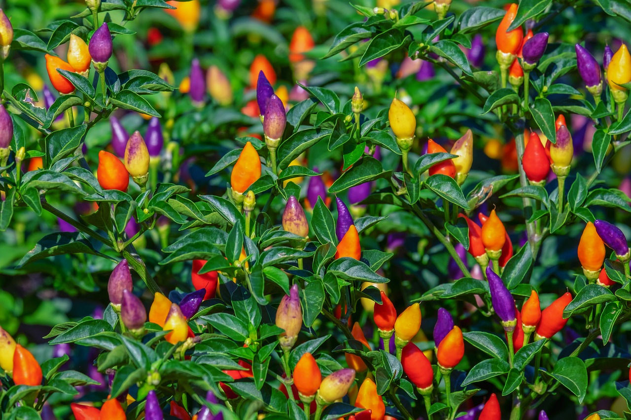 paprika  pods  colorful free photo