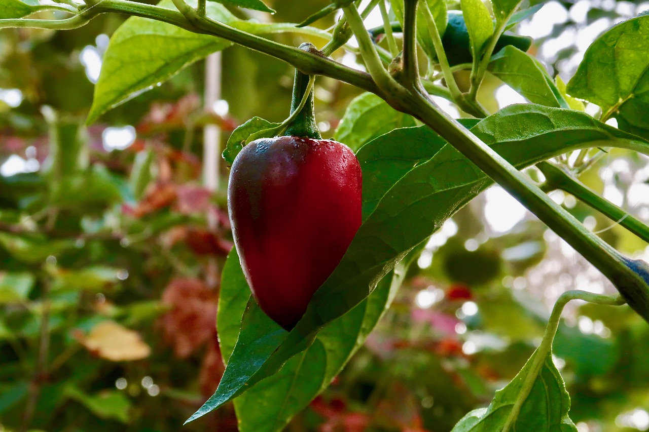 paprika  vegetables  fresh free photo