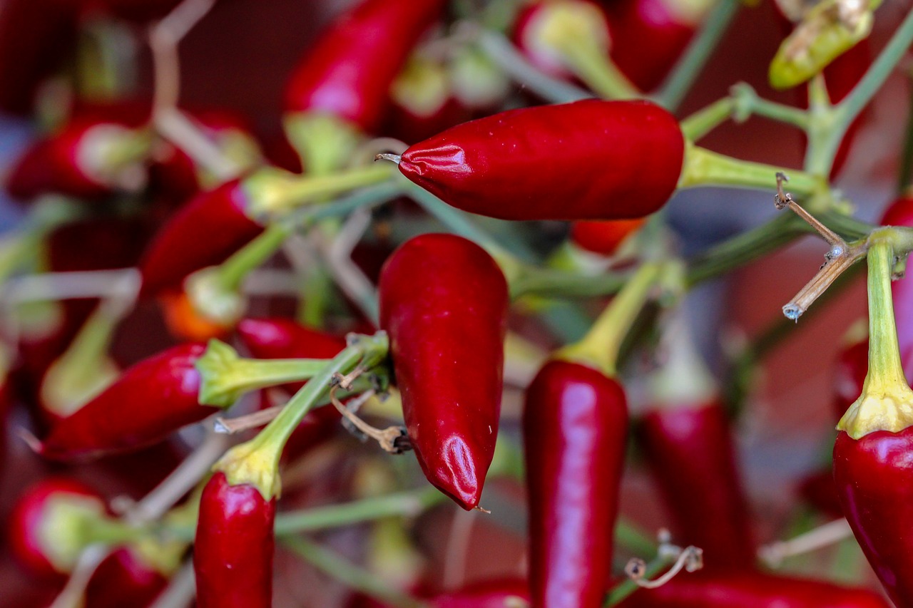 paprika  pods  chili free photo